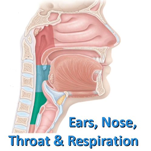 Nose Throat And Ears 8