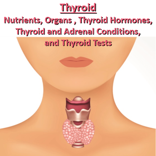 Square Thyroid thumbnail