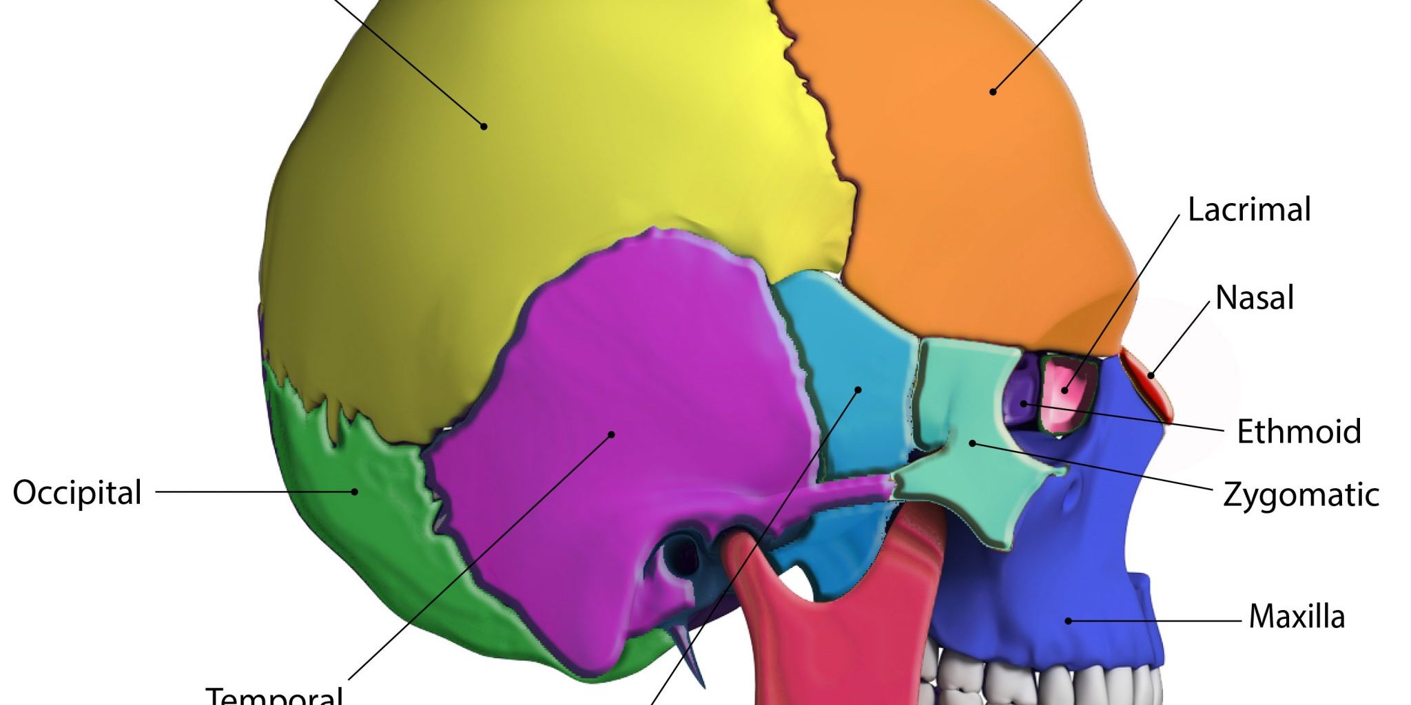 Benefits Of Foot Zoning The Cranial Bones, Wellness Life Zone