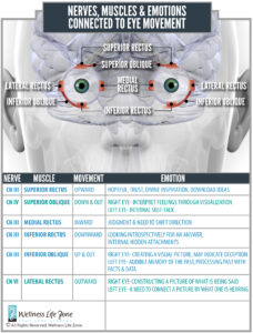 cranial nerves for your eyes
