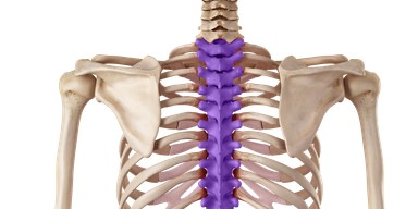 FOOT ZONE BENEFITS OF THE THORACIC BONES & THORACIC NERVES T1-T12 FUNCTIONS