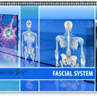 wellness life zone fascial system