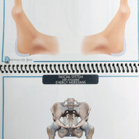 Fascial System Energy Meridians