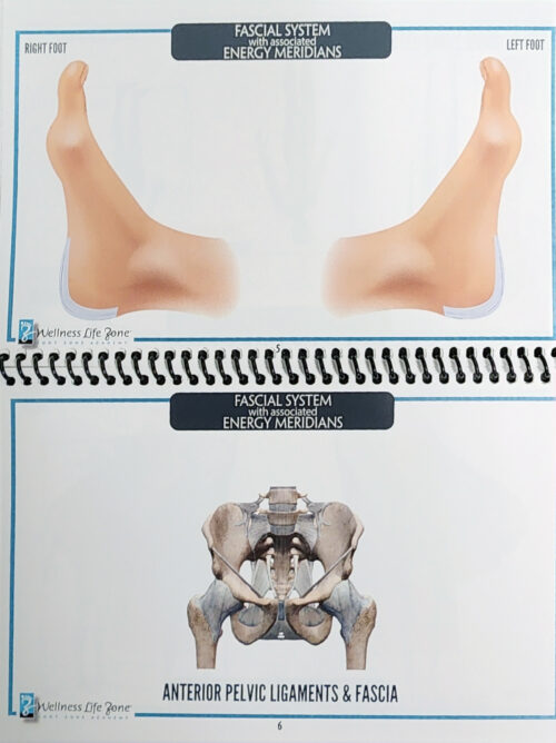 Fascial System Energy Meridians