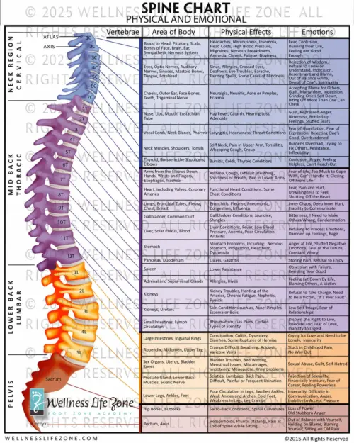 Spine Chart