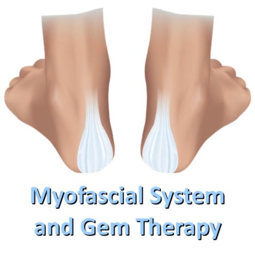 myofascial system
