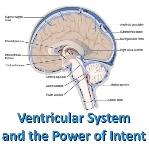ventricular system