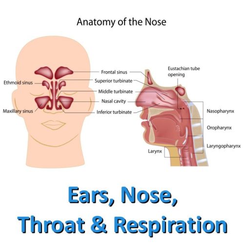 CE Ears, Nose, Throat and Respiration Wellness Life Zone