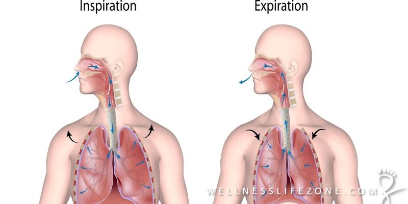 Healthy Respiratory System