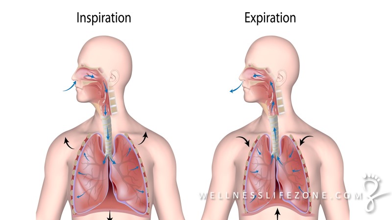 Healthy Respiratory System