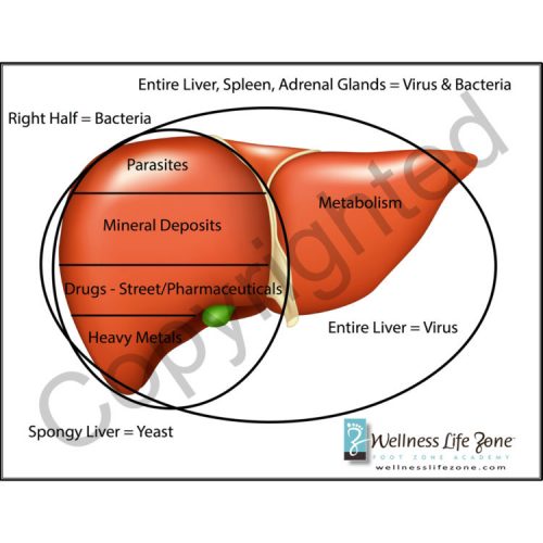 Liver Chart Wellness Life Zone