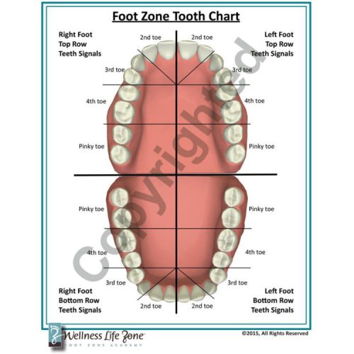 Circadium Rhythm Chart - Wellness Life Zone