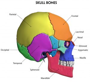skull bones