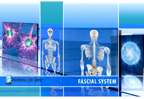 Fascial System