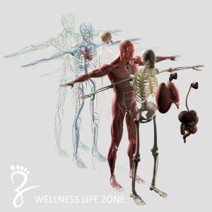 wellnesslifezone