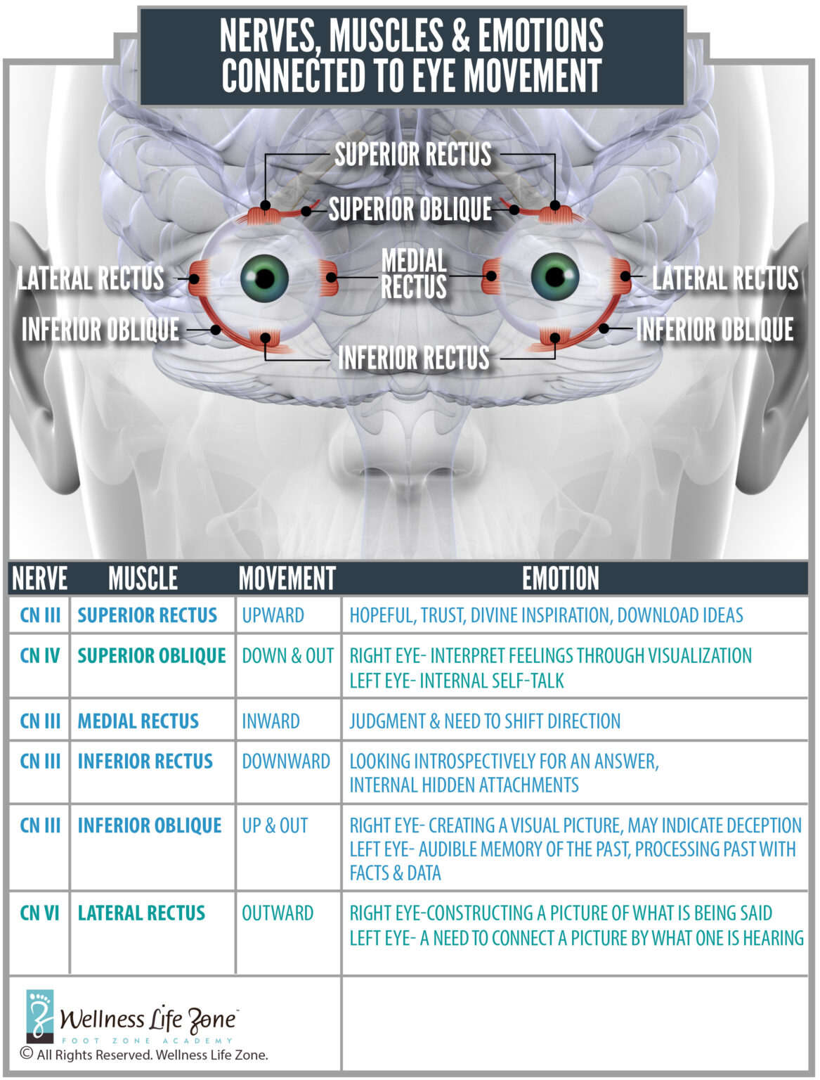 Cranial Nerves For Your Eye Foot Zoning Wellness Life Zone