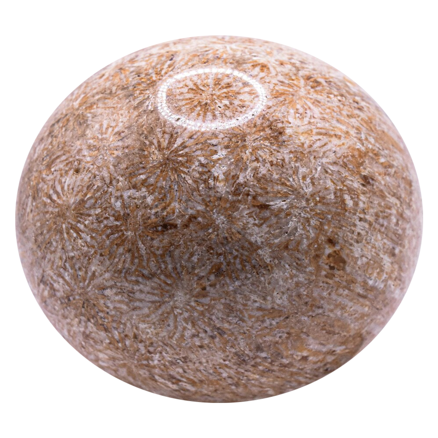 Coral gemstone for crystal wellness.