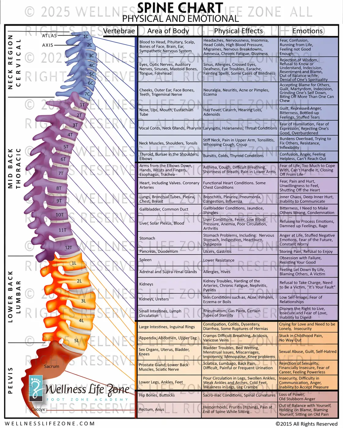 Spine Chart